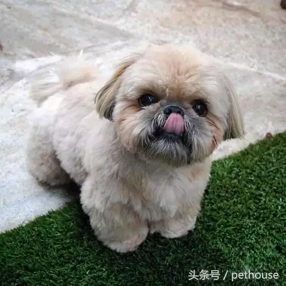 狗狗智商排行榜(帶圖),你家狗狗排第幾?