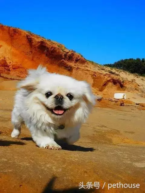 狗狗智商排行榜(帶圖),你家狗狗排第幾?