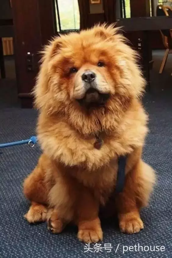狗狗智商排行榜(帶圖),你家狗狗排第幾?