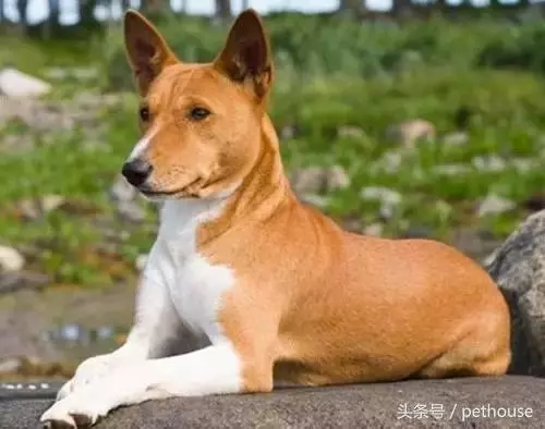 狗狗智商排行榜(帶圖),你家狗狗排第幾?