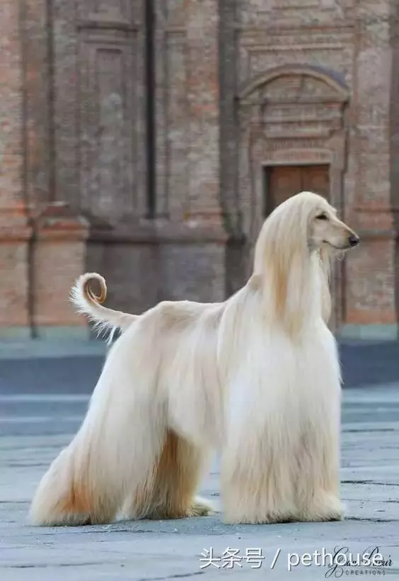 狗狗智商排行榜(帶圖),你家狗狗排第幾?