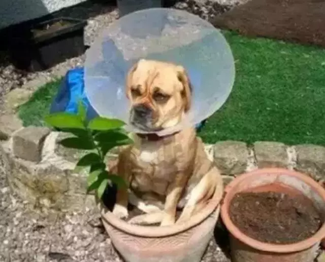 關於狗狗的十個謠言,至少一半你們都聽過