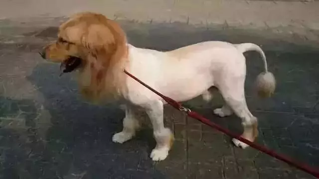 關於狗狗的十個謠言,至少一半你們都聽過