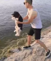 關於狗狗的十個謠言,至少一半你們都聽過