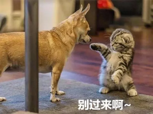 小貓第一次見到家裡狗狗,瞬間嚇到炸毛,30秒後鏟屎官被逗樂