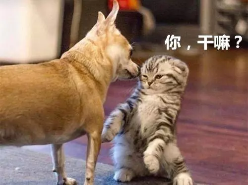 小貓第一次見到家裡狗狗,瞬間嚇到炸毛,30秒後鏟屎官被逗樂