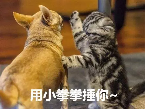 小貓第一次見到家裡狗狗,瞬間嚇到炸毛,30秒後鏟屎官被逗樂