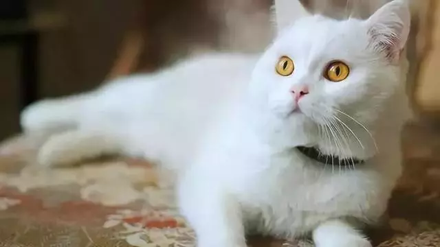 擁有寶石一般璀璨奪目的眼睛,土耳其梵貓,愛我你怕了嗎?
