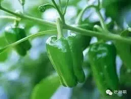 一眼看穿「高麗菜」甜不甜,就靠兩步驟… 花椰菜、芹菜、冬瓜、青椒…就該這樣挑!