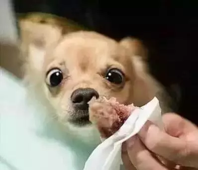養狗必讀:寧願狗狗挨餓,也不能喂的7種食物!