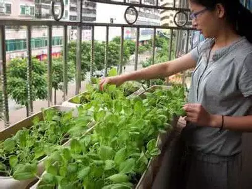 小區戶主都在陽台養花晾衣,唯獨我家在陽台種菜,蔬菜開滿了陽台