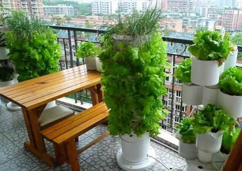 小區戶主都在陽台養花晾衣,唯獨我家在陽台種菜,蔬菜開滿了陽台