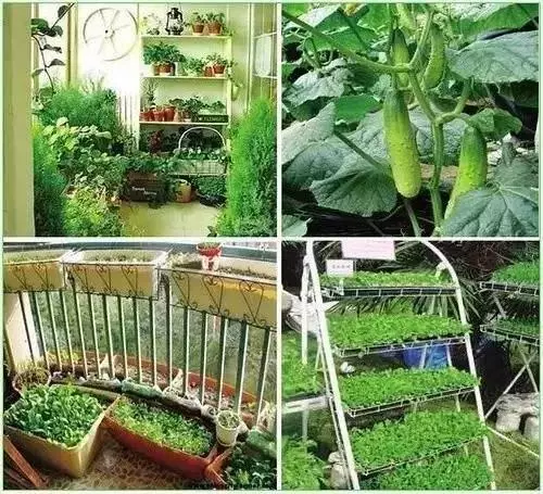 小區戶主都在陽台養花晾衣,唯獨我家在陽台種菜,蔬菜開滿了陽台