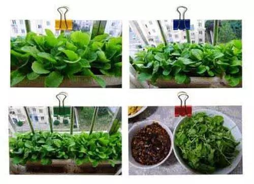 小區戶主都在陽台養花晾衣,唯獨我家在陽台種菜,蔬菜開滿了陽台