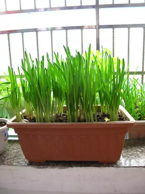 小區戶主都在陽台養花晾衣,唯獨我家在陽台種菜,蔬菜開滿了陽台