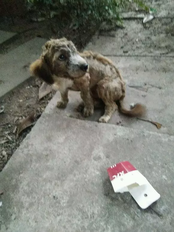 流浪狗頂著一身「犀利」造型在街上討食,女孩:真不是一般的丑