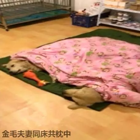 回家看到倆金毛同床共枕,掀開被子一看,立馬笑噴