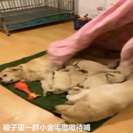 回家看到倆金毛同床共枕,掀開被子一看,立馬笑噴