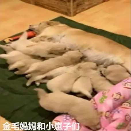 回家看到倆金毛同床共枕,掀開被子一看,立馬笑噴