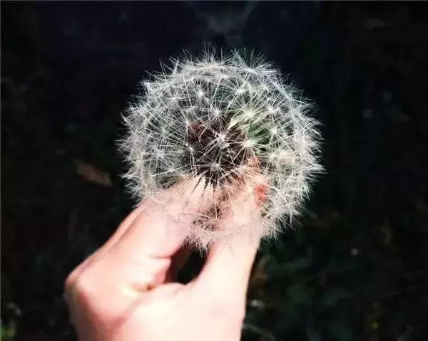 心是一塊田,快樂自己種!