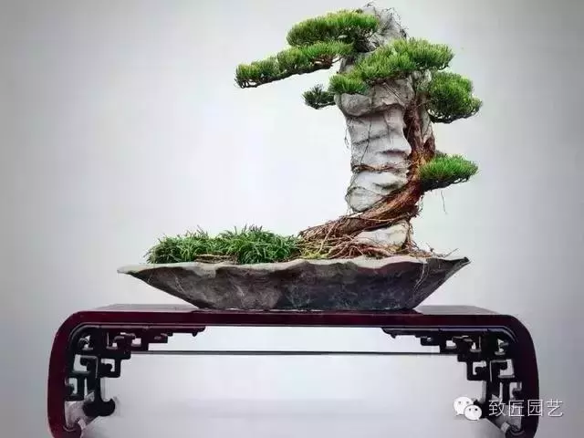 盆景真的有風水作用嗎?聽聽老師怎麼說
