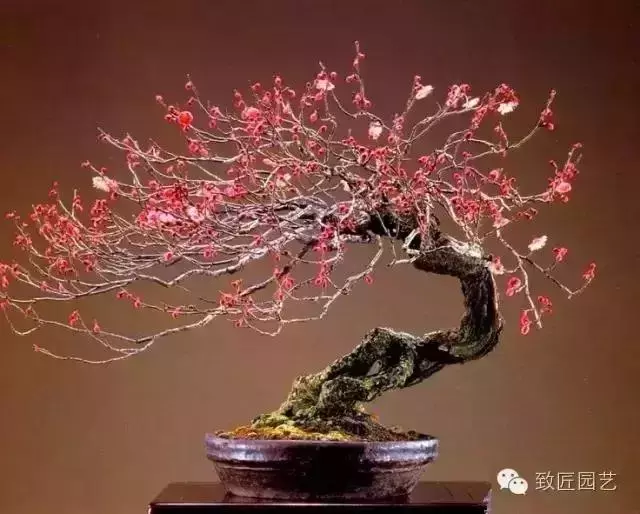 盆景真的有風水作用嗎?聽聽老師怎麼說