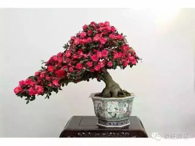 盆景真的有風水作用嗎?聽聽老師怎麼說