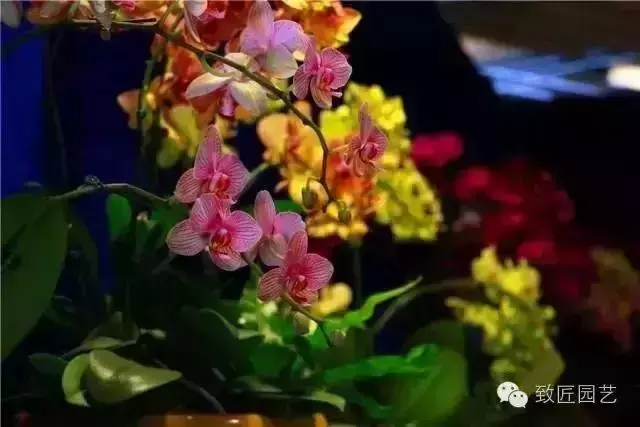 盆景真的有風水作用嗎?聽聽老師怎麼說