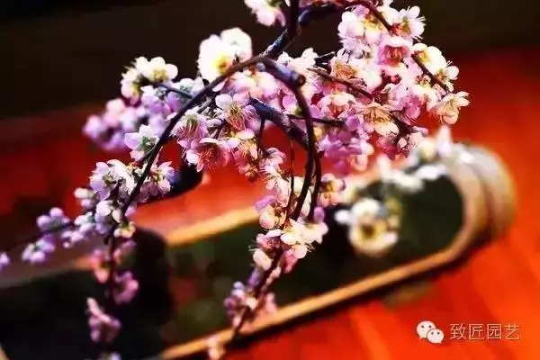 盆景真的有風水作用嗎?聽聽老師怎麼說
