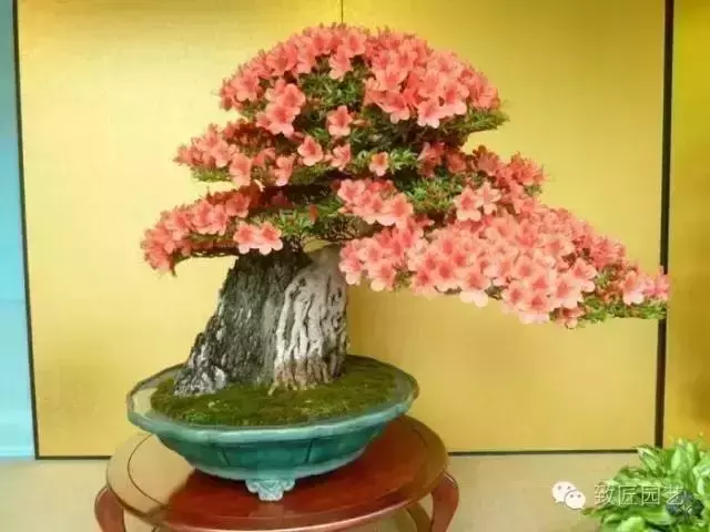 盆景真的有風水作用嗎?聽聽老師怎麼說