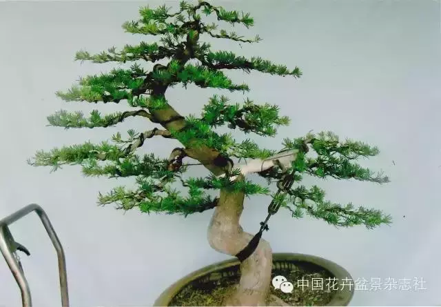 嫁接雀舌羅漢松盆景的造型