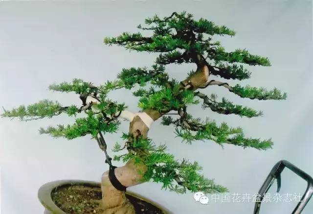 嫁接雀舌羅漢松盆景的造型