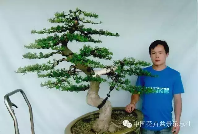 嫁接雀舌羅漢松盆景的造型