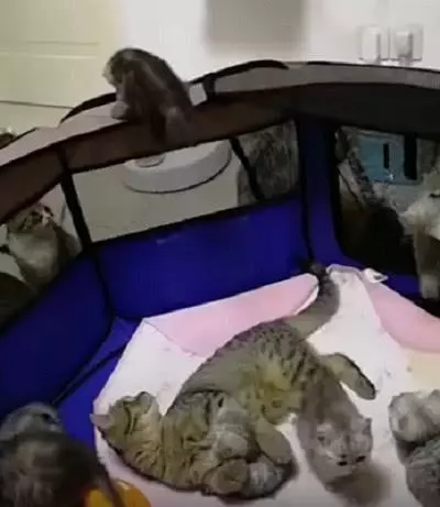 小奶貓想越獄,把貓媽媽嚇壞了:孩子快下來,外面都是怪貓!