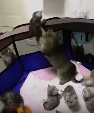 小奶貓想越獄,把貓媽媽嚇壞了:孩子快下來,外面都是怪貓!