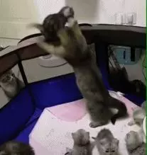 小奶貓想越獄,把貓媽媽嚇壞了:孩子快下來,外面都是怪貓!