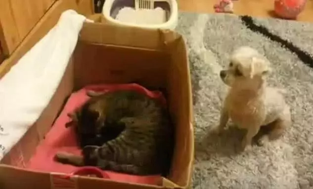 貓咪生了一窩小寶寶,鄰居狗狗覺得好奇,冒死也要站起來往裡看!