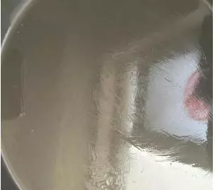 原來自己在家也可以做披薩,做法簡單,味道可以媲美「必勝客」了