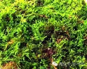 盆栽27種介質,收藏必有用!