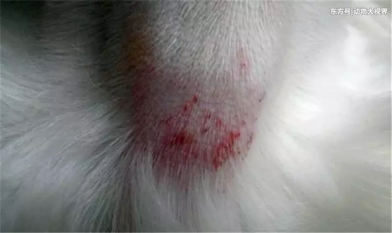 狗狗身上出現煩人的蟎蟲跳蚤?只需要記住這幾種小偏方!