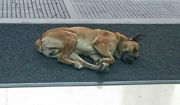 狗狗為不在流浪,在酒店門口苦等6個月,只為當初救濟它的女孩