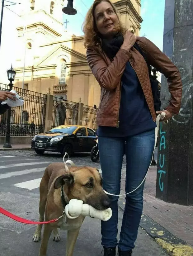 狗狗為不在流浪,在酒店門口苦等6個月,只為當初救濟它的女孩