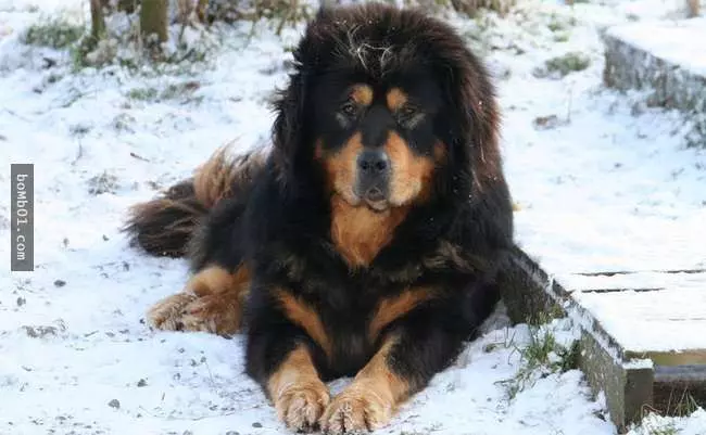 27隻世界上最稀有的犬種,至少有一半以上從未見過。