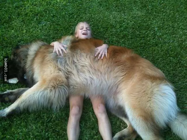 27隻世界上最稀有的犬種,至少有一半以上從未見過。