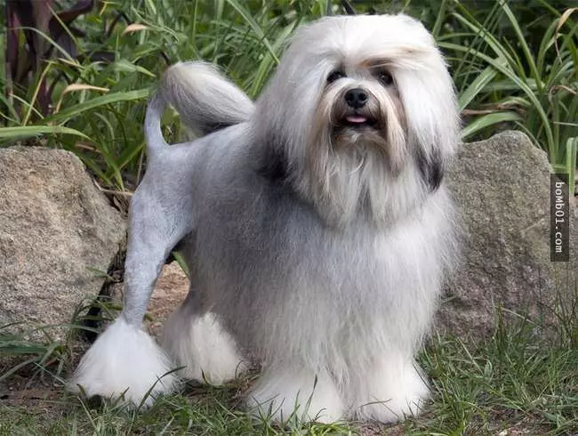 27隻世界上最稀有的犬種,至少有一半以上從未見過。