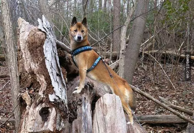 27隻世界上最稀有的犬種,至少有一半以上從未見過。