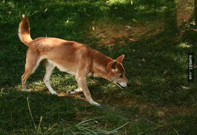 27隻世界上最稀有的犬種,至少有一半以上從未見過。