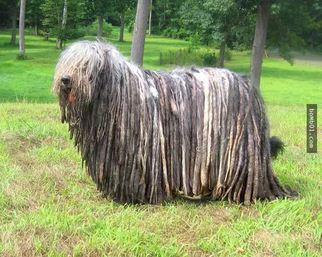 27隻世界上最稀有的犬種,至少有一半以上從未見過。