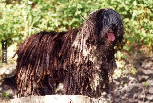 27隻世界上最稀有的犬種,至少有一半以上從未見過。