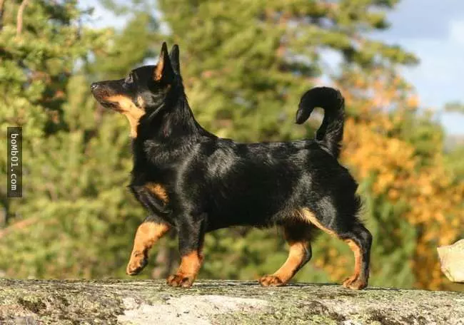 27隻世界上最稀有的犬種,至少有一半以上從未見過。